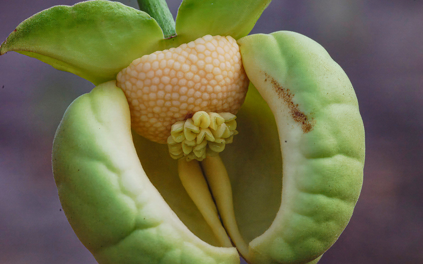 Cymbopetalum euneurum - View of nearly mature flower interior, one petal removed. Note boat-shaped petals.