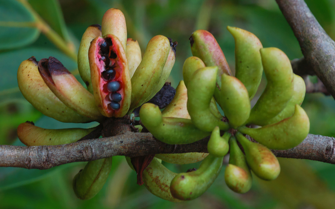 Cymbopetalum euneurum - Immature (green), nearly mature (red-yellow) and mature dehisced (exposing black seeds) fruits.